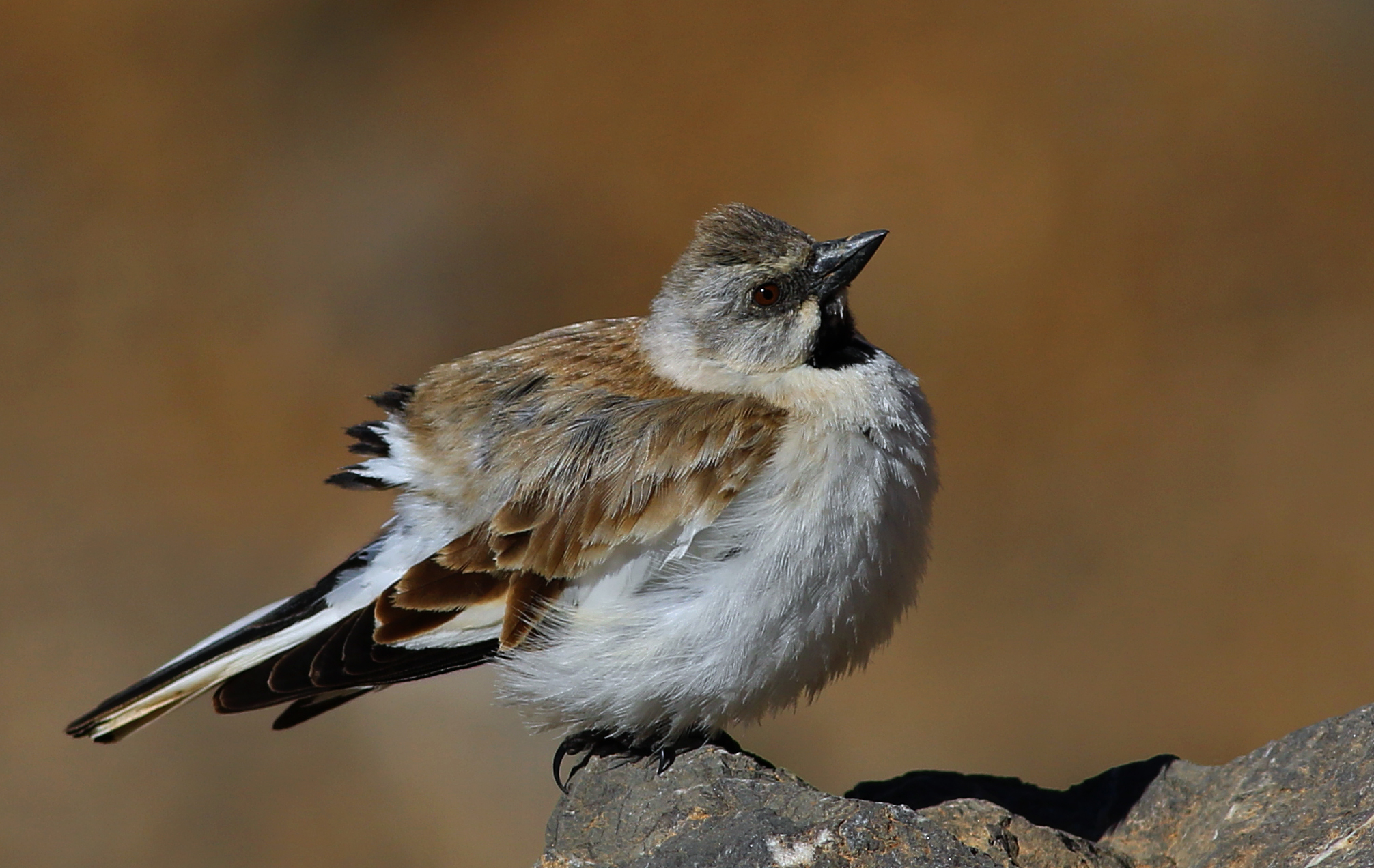 White-winged Snowfinch